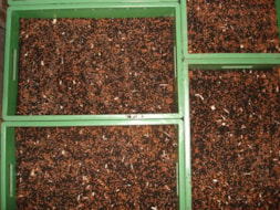 Seed
